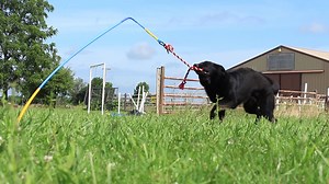1M views · 553 shares | Let your dog pull, tug and spin their way...