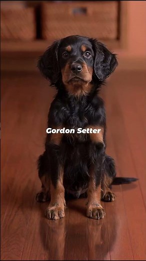 Gordon Setter | The Black-and-Tan Knight of the Scottish Moors