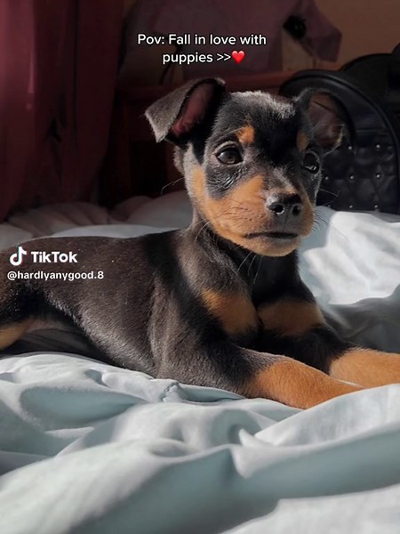 Captivating Moments with Dogs 🐶❤️ | Puppy Love Compilation