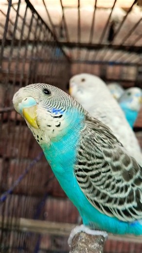 Budgie Sounds 🐦 | Budgies Parrot Sounds & Chirping | Talking Budgies