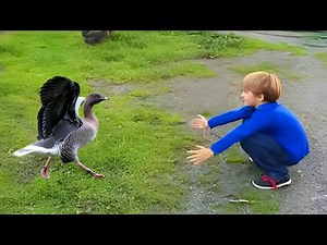 Most Heartwarming Animal Reunions with Owners