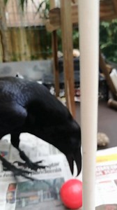 Hello! 😎😊❤ | Moonin Raven