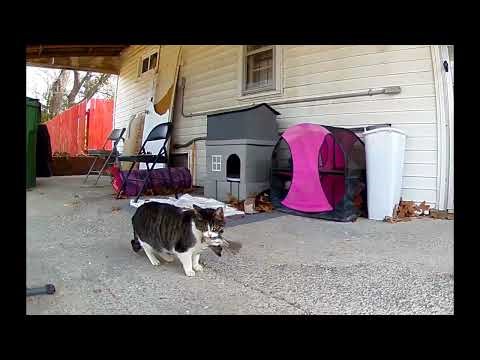 I'm So Proud Of Momma Cat