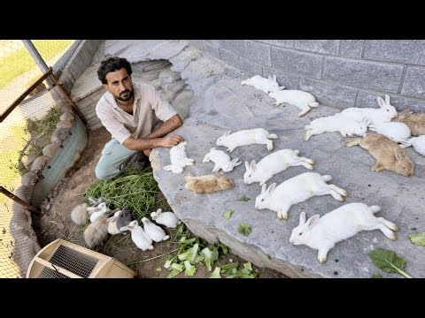 Ye Rabbits Ko Achanak Kia Ho Gya 😞