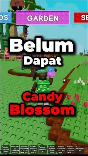 Ngerjain Quest CANDY BLOSSOM #1 | Grow A Garden