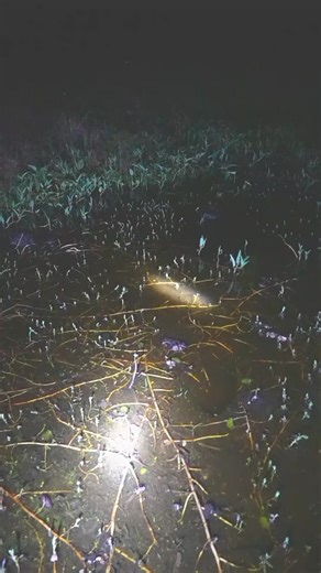 Nighttime Catfish Fishing Techniques