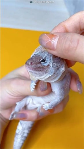 This Lizard Shed Its Skin… The Result Is Shocking#shortvideo #viralvideo