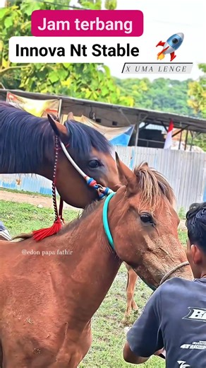 edontarget@ymail.com on Instagram: "Innova #reels #horse #reelsfyp #fblifestyle"