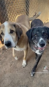 41 reactions · 12 shares | Meet Sam and Dalilah! ❤️ They are a 10...