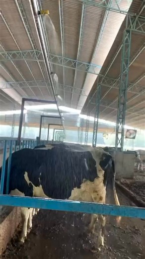 4.8K views · 26 reactions | Artificial insemination training institutes bathinda Punjab . . . . #AI #training #aiinsemination #aiveternary #explore #viralphotochallenge #explorepage #exploring | AI Vetnary Doctor | Facebook