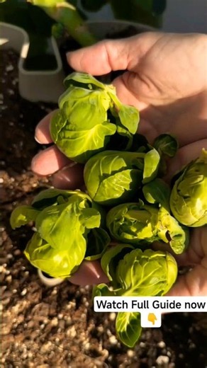 How to Grow Brussels Sprouts in the UK Garden Step-by-Step Guide 🏡