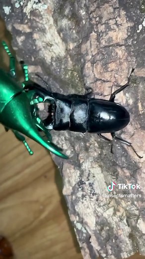 insectsmatter on TikTok