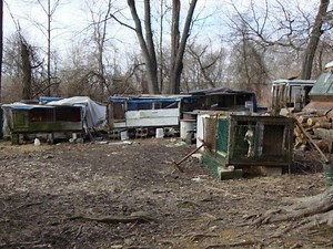 Animal Control Officer Says Animals Are Healthy, Not Neglected