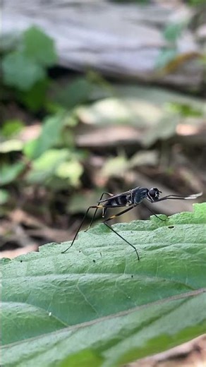 Insects: Forest flies dance with their horns