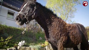 🐴 Langes, lockiges Fell; eins der Symptome von Cushing👇🏻 Etwa jedes 5te Pferd über 15 Jahren ist davon betroffen. Das Cushing Syndrom ist chronisch und nicht heilbar, aber zum Glück gut therapierbar. Alles rund um die Krankheit, wie sie entsteht und worunter die Pferde leiden erfahrt ihr im Video. 🎥 👉🏻 Mehr Tipps rund um die Pferdegesundheit gibt's hier: https://watch.clipmyhorse.tv/gesundheit 🎓 | ClipMyHorse.TV Deutschland
