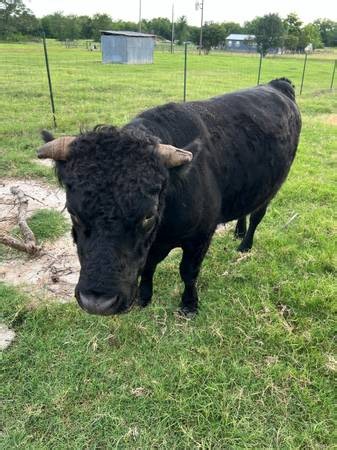 Under 3 years old bull - farm & garden - by owner - sale - craigslist