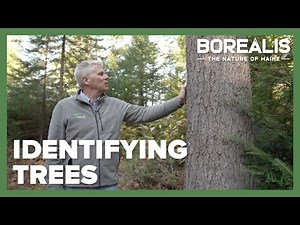 How to Identify Common Maine Trees | Borealis Season Two