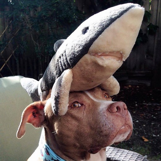 18M views · 186K reactions | When this Pit Bull was rescued at the age of 8, she didn’t like toys…but then she met a shark named Bruce. | BarkBox | Facebook
