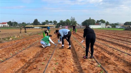 Israelis volunteer on farms to save agricultural supply after migrant workers flee war