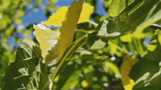 Northern California trees show signs of stress as leaves yellow prematurely