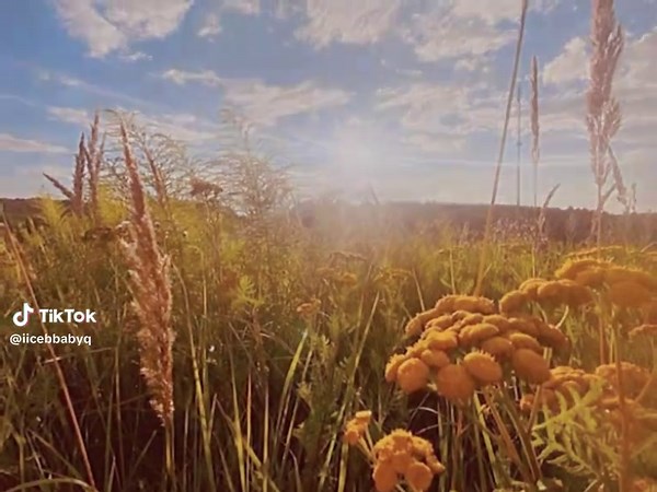 Мы просто пчелы: Путешествие в мир пчеловодства