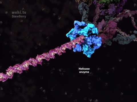 DNA Replication 2010