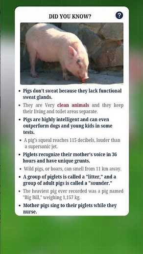 Pig Facts: 8 Surprising Truths About Pigs You Didn't Know | #fact #facts #shorts