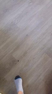 288K views · 19K reactions | It’s official... Diego is turning into a mini Pablo, and honestly, is the world even ready for two Pablos?! 﫣 #BulldogPabs | BulldogPabs | Facebook