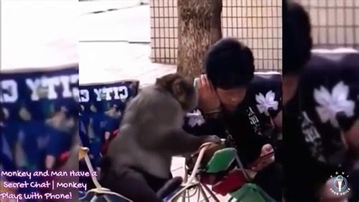 Monkey and Man Have a Secret Chat | Monkey Plays with Phone!