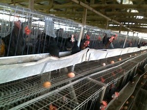 Special Feed Formula for Optimal Chicks, Growers & Layers Performance - Livestocking