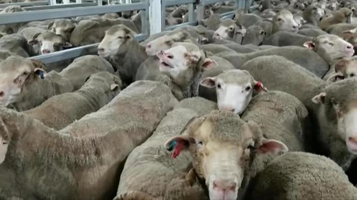 WA farmers and animal activists gather at live sheep export panel
