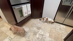 3.4K views · 1.1K reactions | Good Ash Wednesday Morning 2/22/2023!! OMD!! MY Mom told ME I had to give up something for Lent! I am going to give up “the distraction of Sophie.”. I am just going to walk away from her nips rather than slapping her with MY paw! How many days is a month??? I have Guard Duty today because Grady and the windows are coming!! Everyone have a GREAT Wednesday!! | Brewster | Facebook