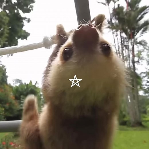 #SLOTH - ୨୧ fun fact !! › sloths actually have the slowest digestion rate of all mammals! sloths are mainly folivores, meaning that they mostly on leaves, fruits and the sap of various trees. their rate of food digestion is closely linked to its low metabolism, so more leaves can only be ingested once there is enough space in their tummies. hence, sloths can go through the days with extremely little food since the digestion of even the smallest of leaves can take a very long time to complete . ˚