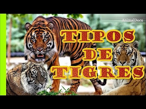 TIPOS DE TIGRES QUE EXISTEN