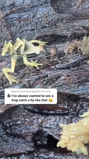 Which Frog Ate the Fly the Best? 🐸🍽