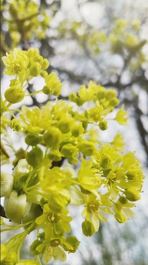 Spokój Natury – Relaksująca Muzyka Instrumentalna dla Wyciszenia #relax #natural #shorts