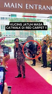 Enzora @thefluffyss si kucing rosak jatuh masa catwalk di Red Carpet Cat Fashion Week TV3 guys! Daddy Janji lepas ni akan DIY beg yang lebih selamat and selesa untuk Enzora.. #fyp #thefluffyss #ragdoll #xyzbca #dramakucing #Enzora | Zarol Zarif Page