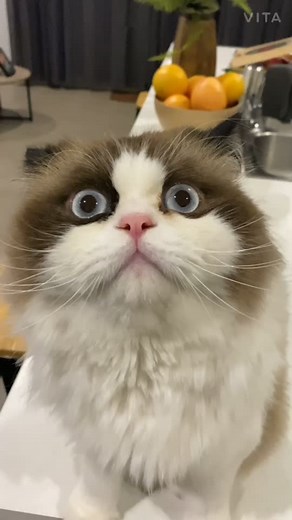 Is your pet Always so hungry #cats #catlover #catslovers #funnycat