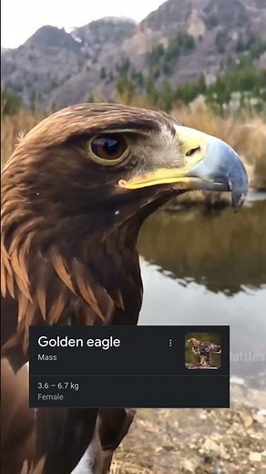 🦅Golden Eagle vs Harpy Eagle By Wild Battles