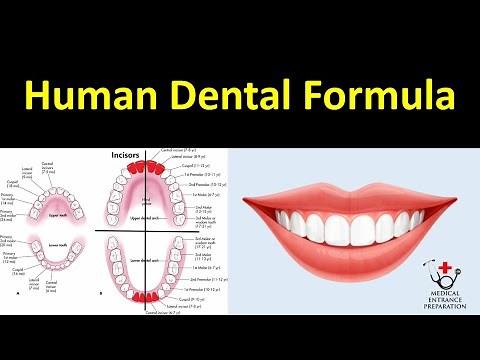 Human Dental Formula - Primary and Permanent - By Dr. Raman Dhungel