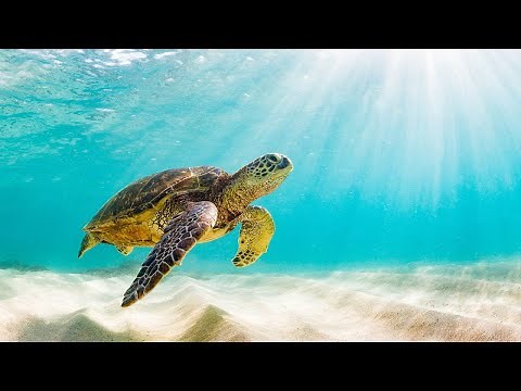 Threats to Sea Turtles | How can we Help?