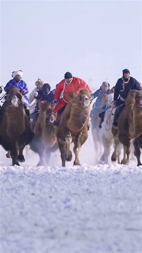 Mongolian Camel Race in WInter Naadam