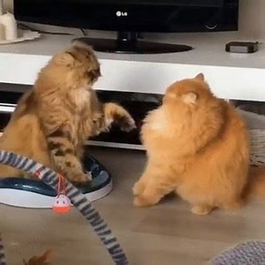 299K views · 6.5K reactions | LAZY FIGHT | Cat Vines | Facebook