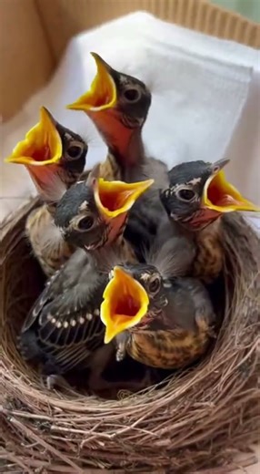 Abandoned Robin Chicks Raised & Released Back to the Wild #shorts