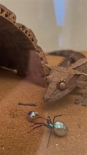 A definitive Blood Python interaction: specialized mechanics manage the scale of the Luna Moth specimen. #BloodPython #LunaMoth #ScaleAdaptation #Finality ⚙️ AI-generated dramatization — No real insects or creatures are involved in these visuals. | Insects Apex