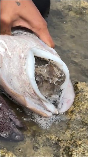 You Won’t Believe What Was Found Inside This Giant Squid! 🦑😱