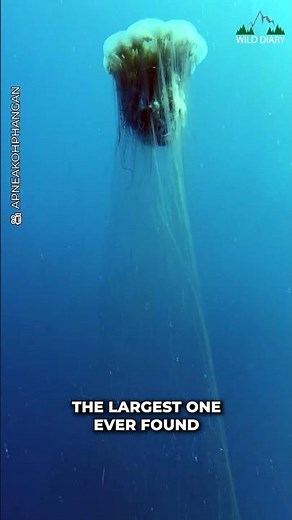 World Largest Jellyfish Specie 🤯😱