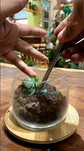 How To Make a Small Terrarium | Terra Green #terrarium #ecosystem #selfsustainable #houseplant