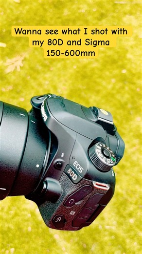 Canon 80D with Sigma 150-600mm C lens, wildlife photography #shorts #canonphotography #canon