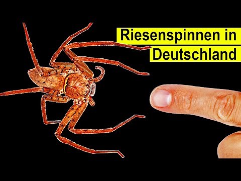 Giant spider suddenly in Germany - is it dangerous?